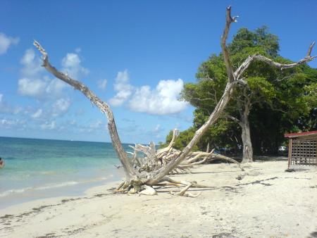 Plage de Madinina